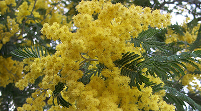 The Traditional Mimosa
